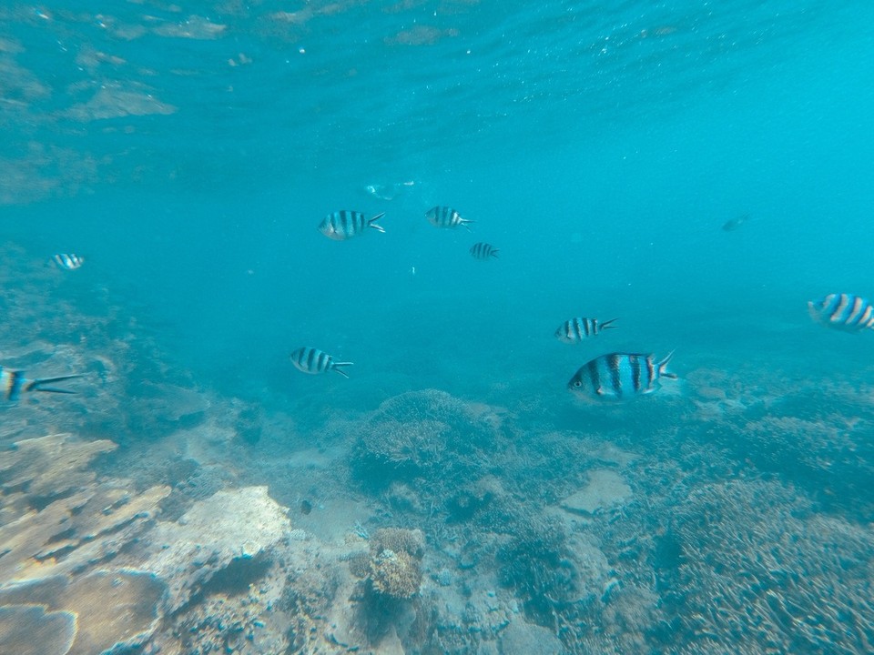  - Australia, Great Barrier Reef Conservation Reserve, Lady Elliot Island - 
