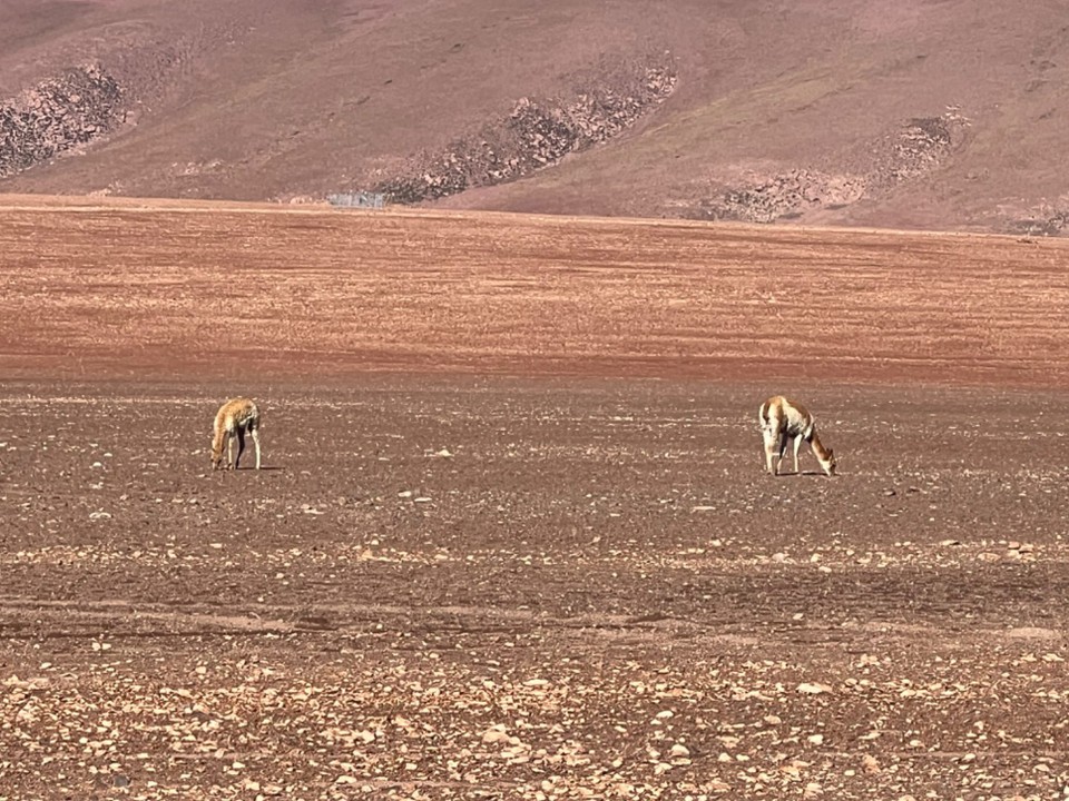Chile - Atacama Desert - 