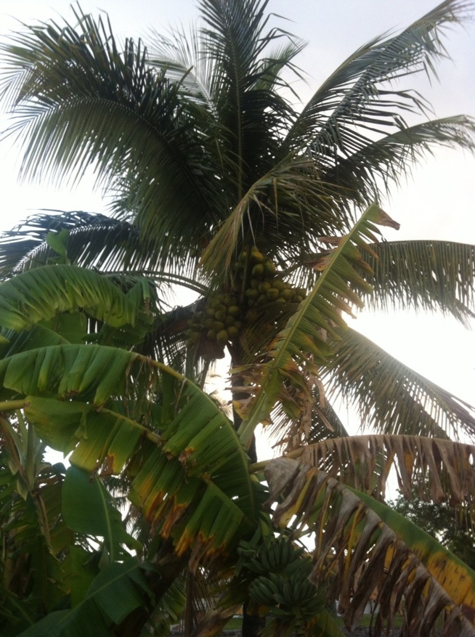 Egyesült Államok - Coral Terrace - 