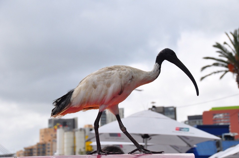 Australien - Pyrmont - 