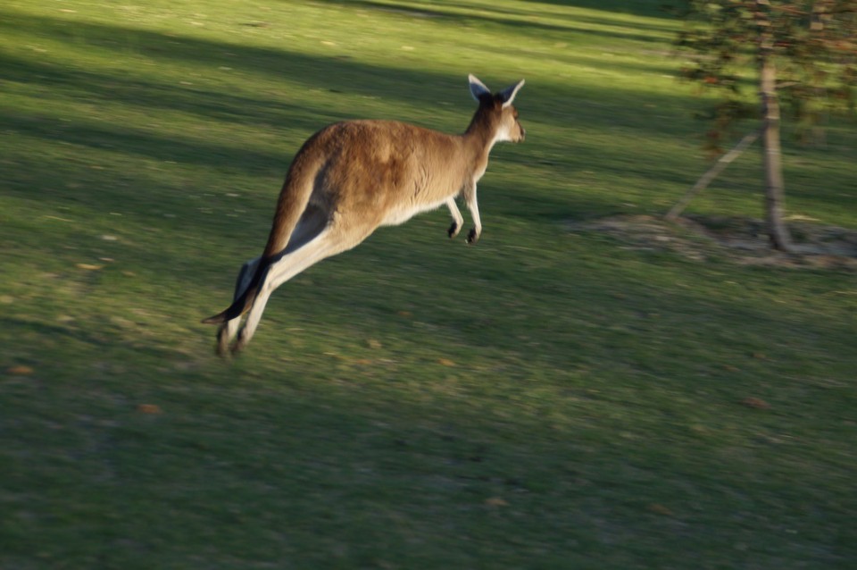 Australien - Yanchep - 