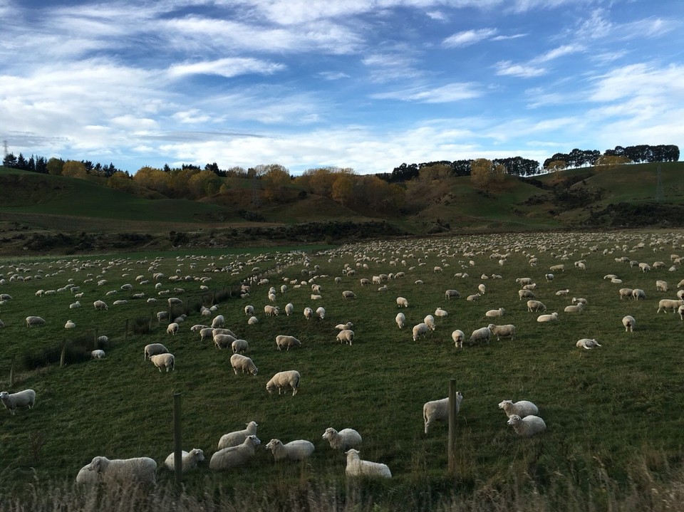 New Zealand - Dunedin - Und noch mehr Schafe - und nein das ist nicht das gleiche Bild wie zuvor 