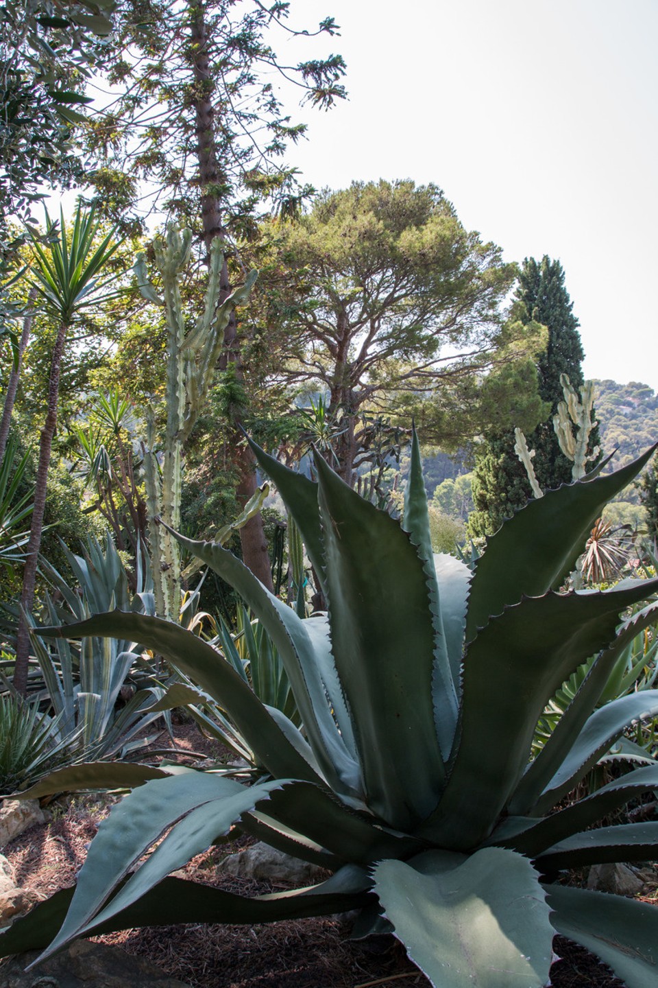 Frankreich - Saint-Jean-Cap-Ferrat - 