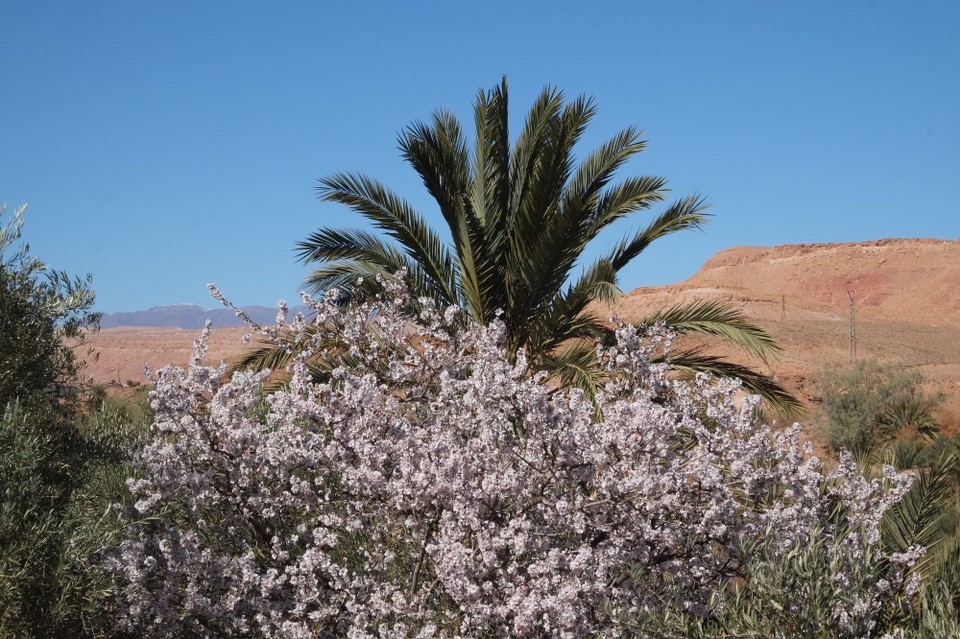 Marokko - Ouarzazate - Frühling in der Wüste