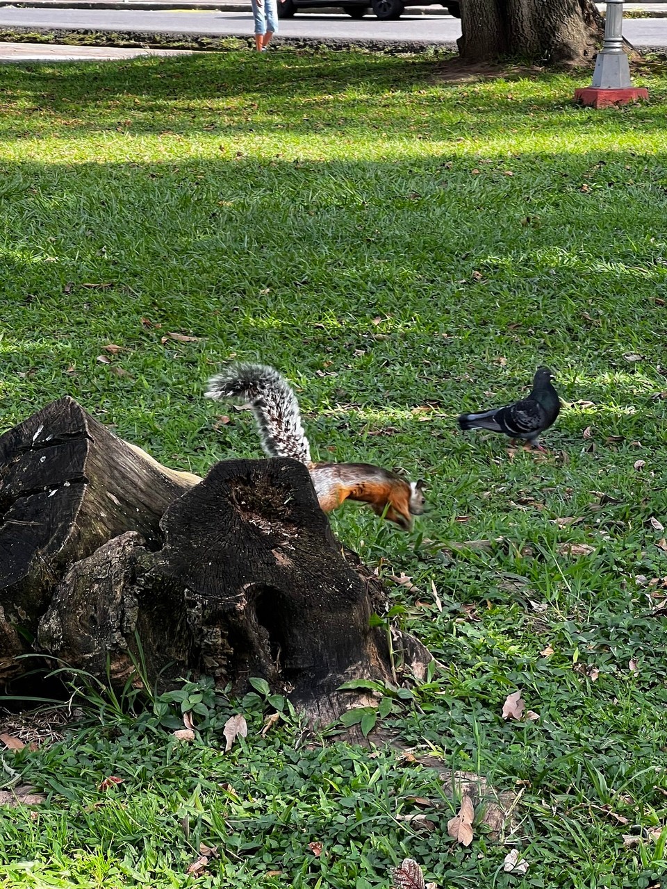 Costa Rica - San José - No es chlises Highlight vo letzt Wuche: ufem Arbetsweg am Morge hani das härzige schnuggeli gseh. Ich muess ame dur en Park dure laufe und de gfallt mer richtig guet