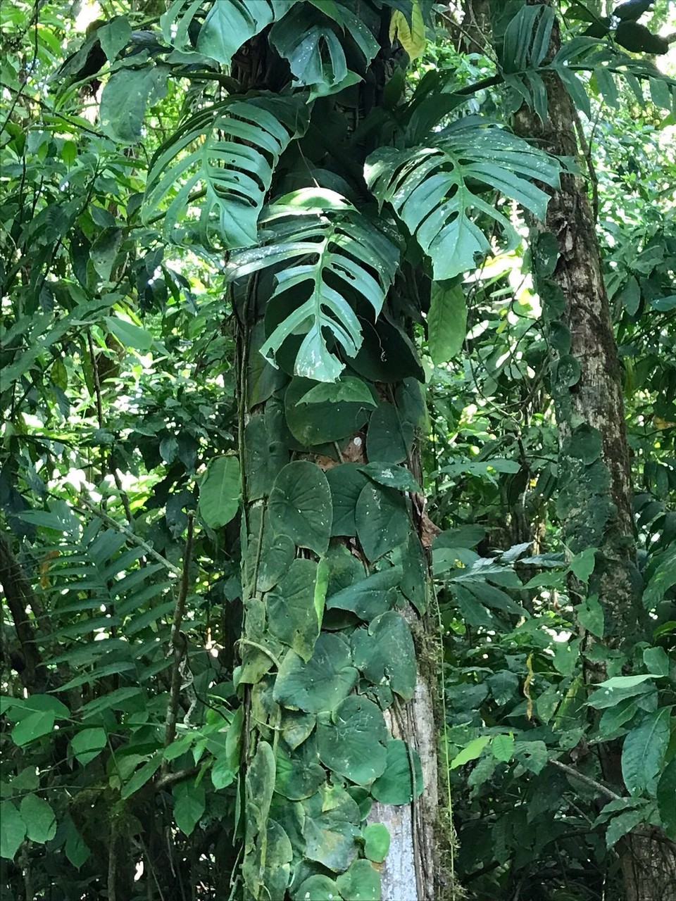 Costa Rica - Sarapiqui - 
