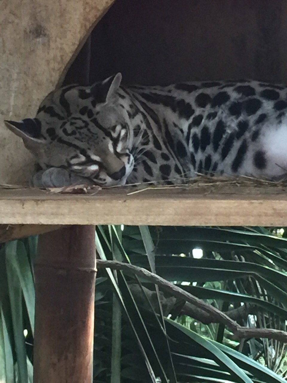 Costa Rica - Sarapiquí - 