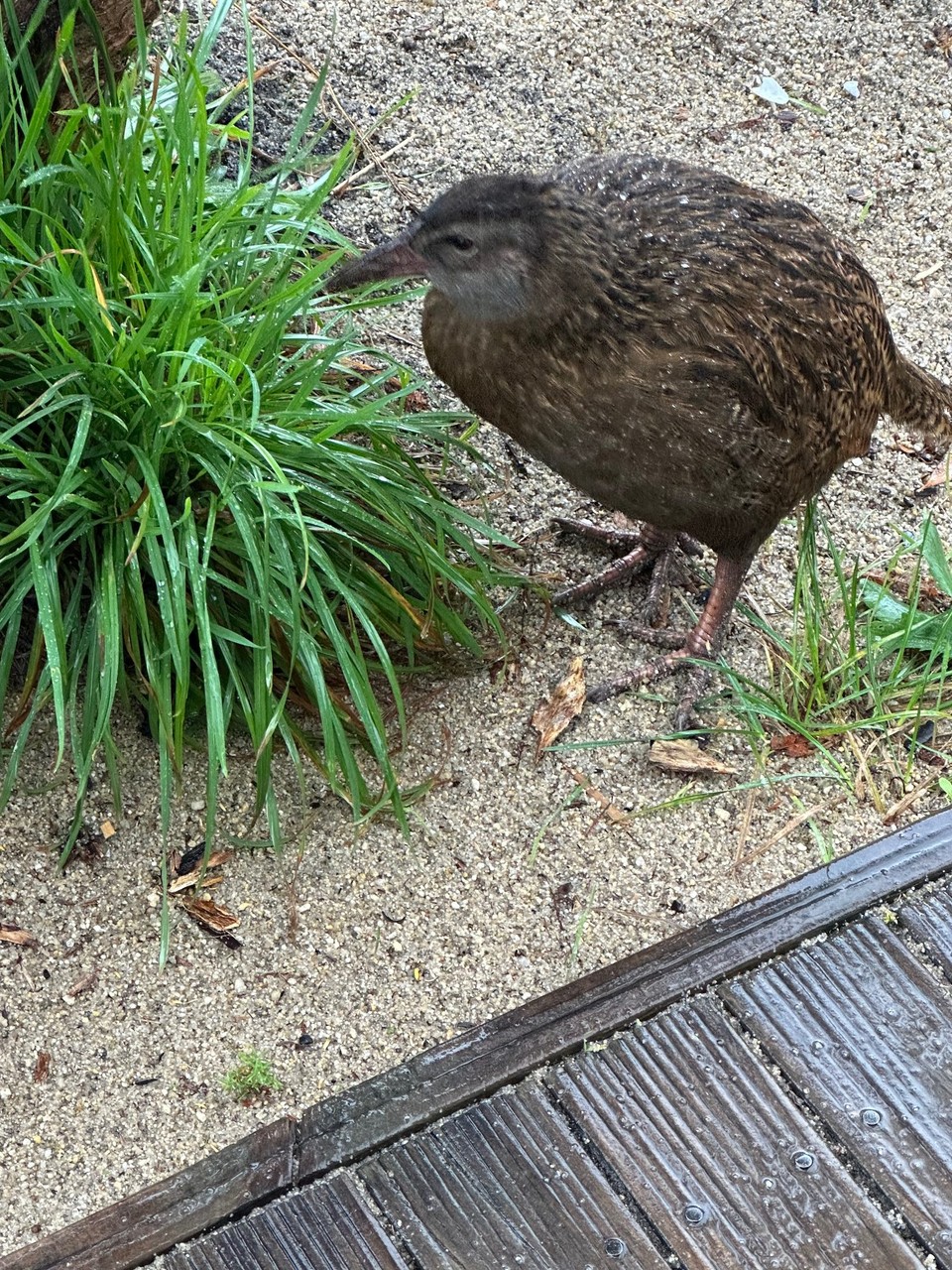 Neuseeland - Abel Tasman National Park - Dort hat uns ein WEKA Vogel unsere Mülltüte geklaut und ist schnellst weggerannt