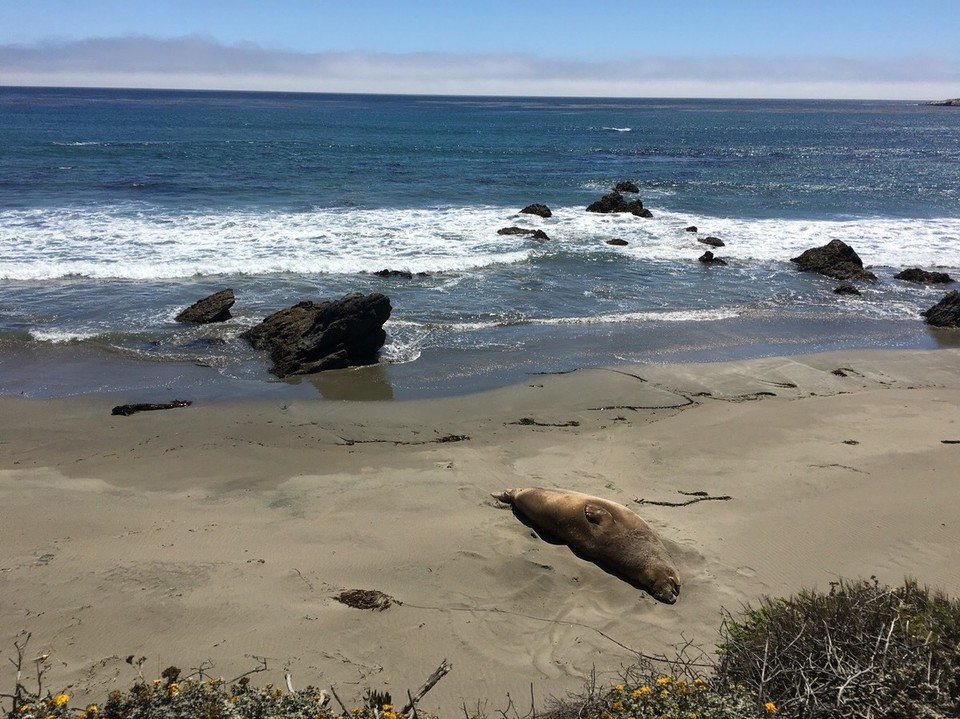 USA - Carmel-by-the-Sea - Und die sind so groß hier