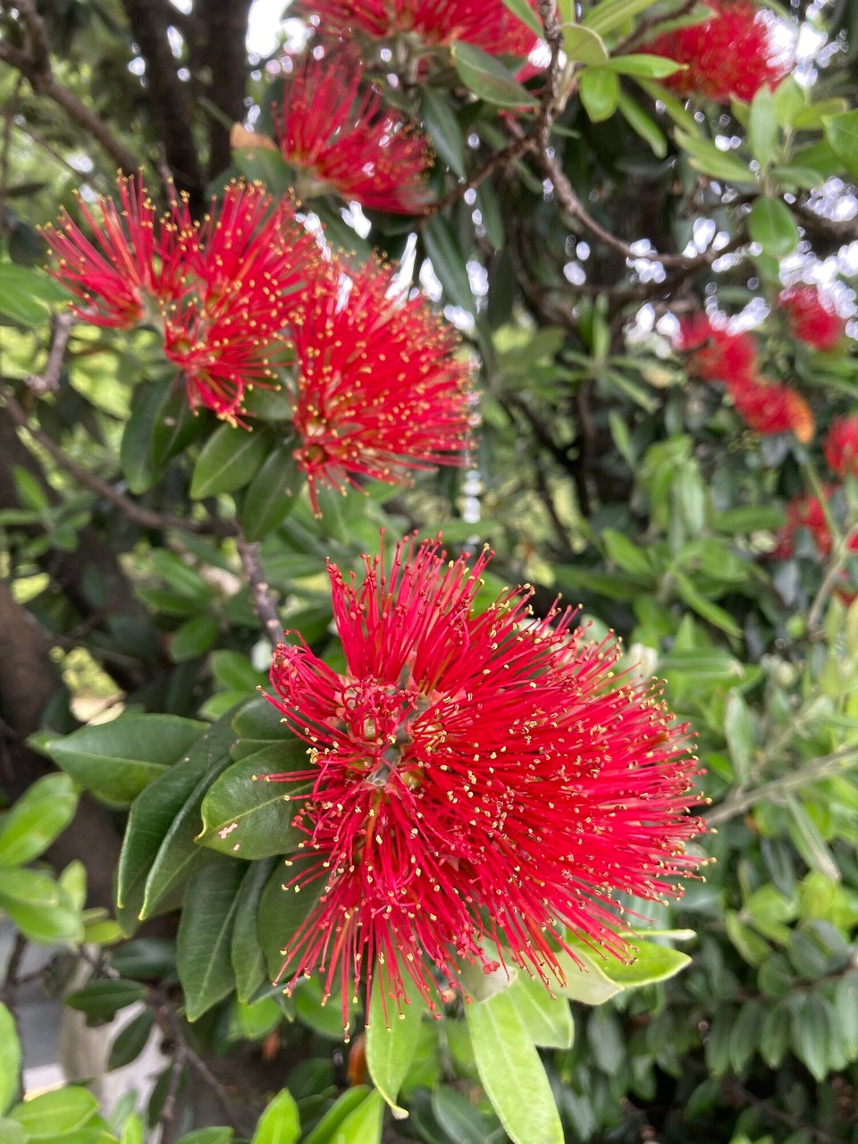 Neuseeland - Nelson - 