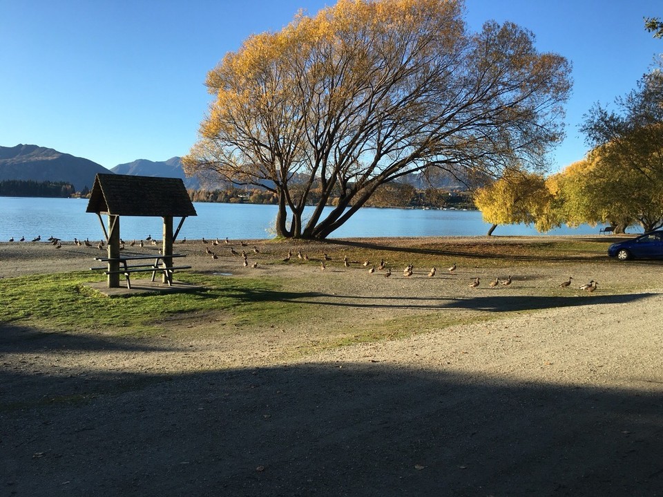 New Zealand - Wanaka - Und alle Enten raus aus dem Teich und in einer Reihe über den Parkplatz 