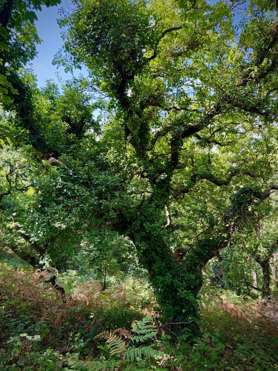 Vereinigtes Königreich - Trinity - Egypt Forest