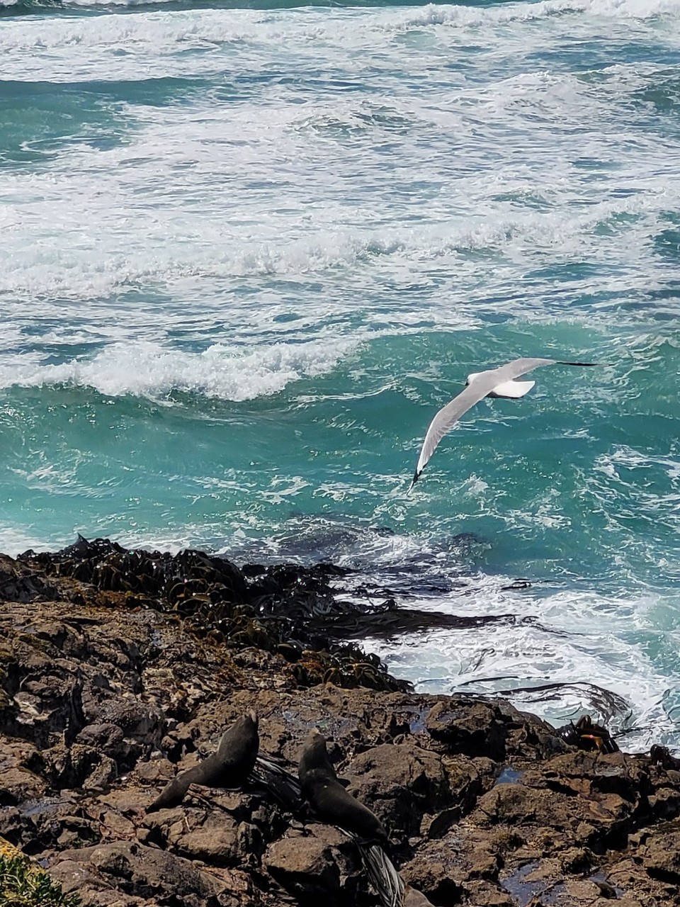 Neuseeland - Otago Peninsula - 