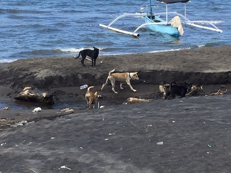 Indonesien - Banjar - Überall trifft man Hunde die meist alle gut aussehen und von allen freundlich behandelt werden