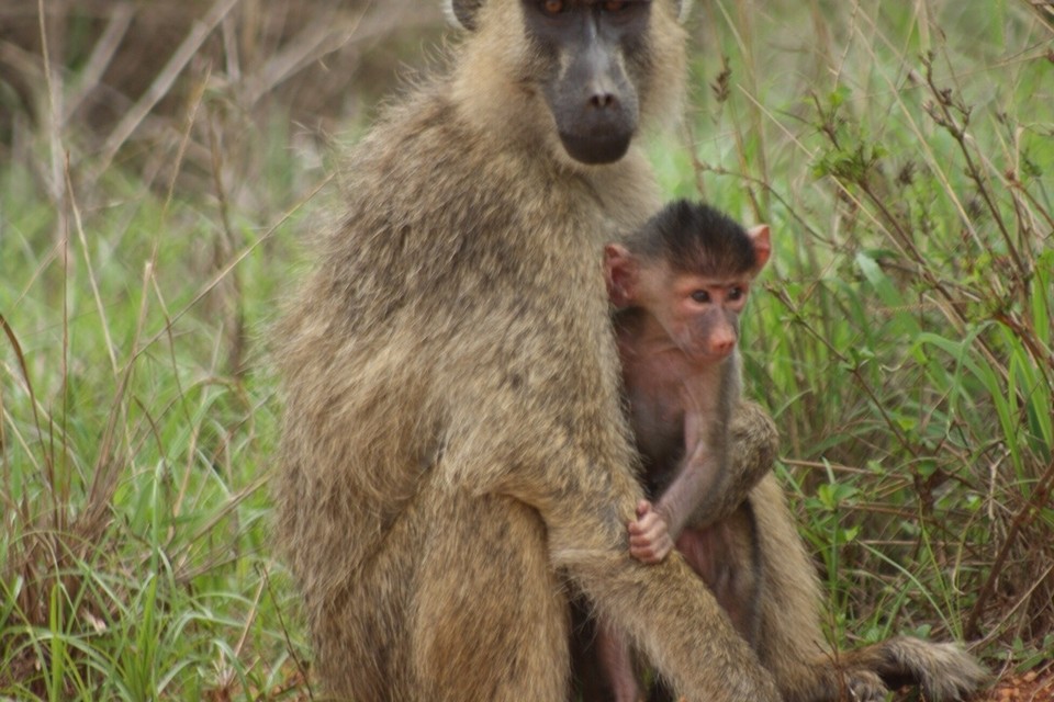 Kenia - Taita - 