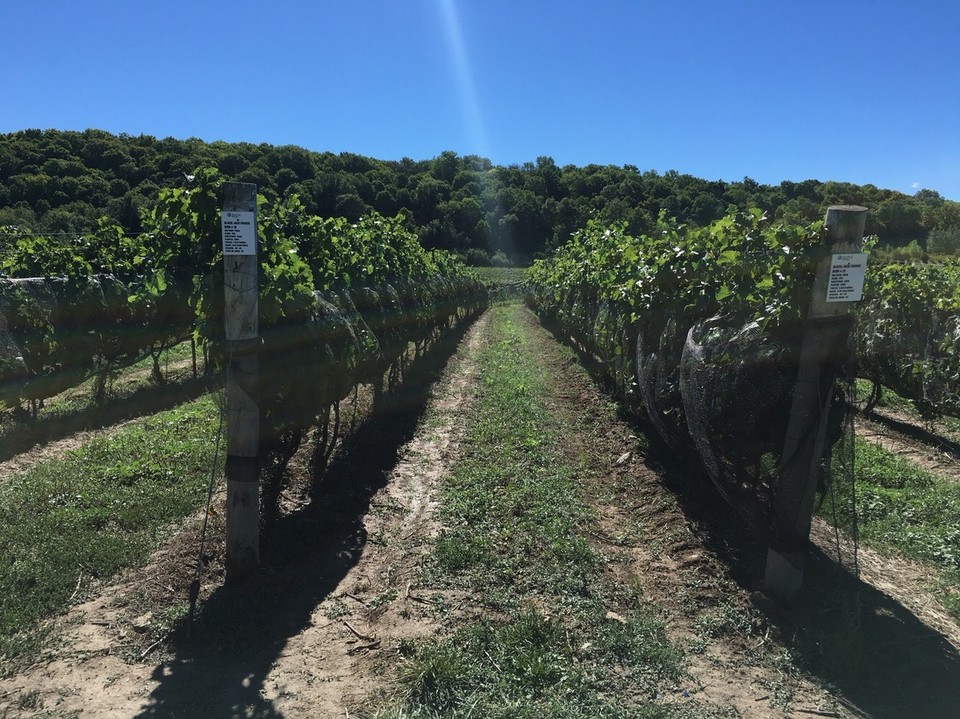  - Kanada, Niagara Falls - Weingut / Schule - wie genial ist das hier? 