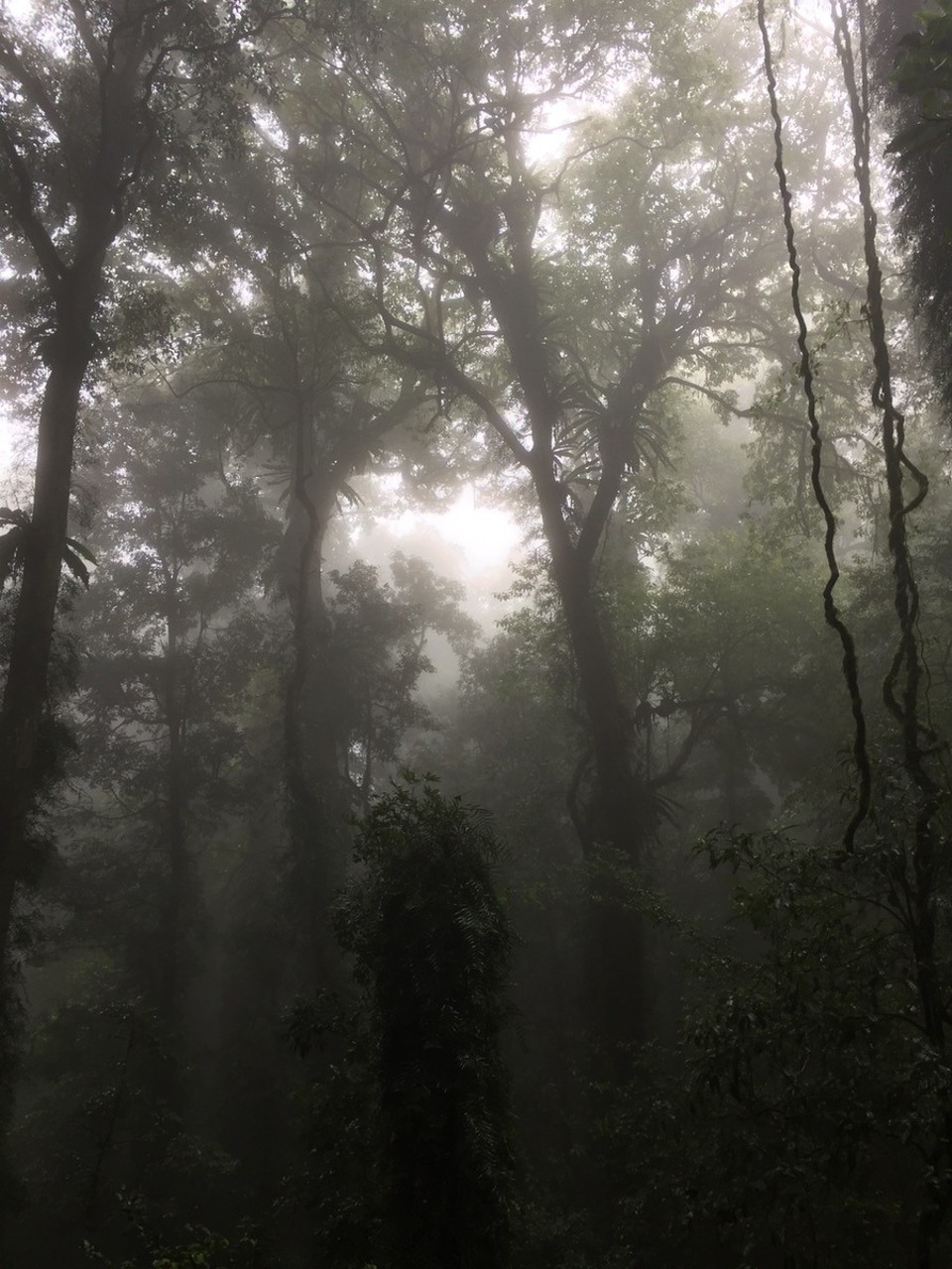  - Australia, Dorrigo Rainforest Centre - 