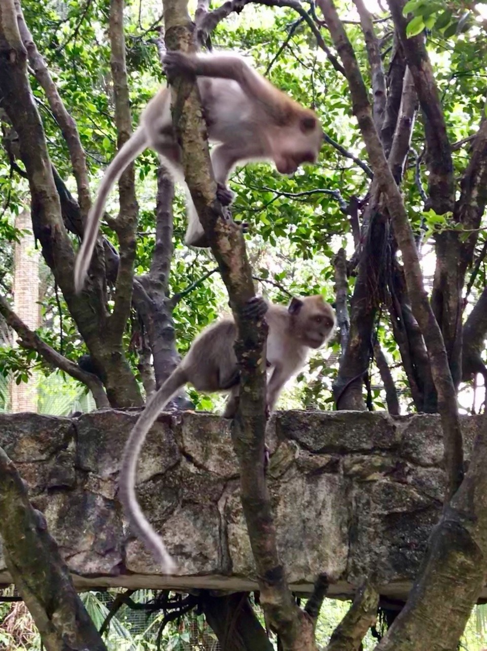 Malaysia - Kuala Lumpur - More monkey business