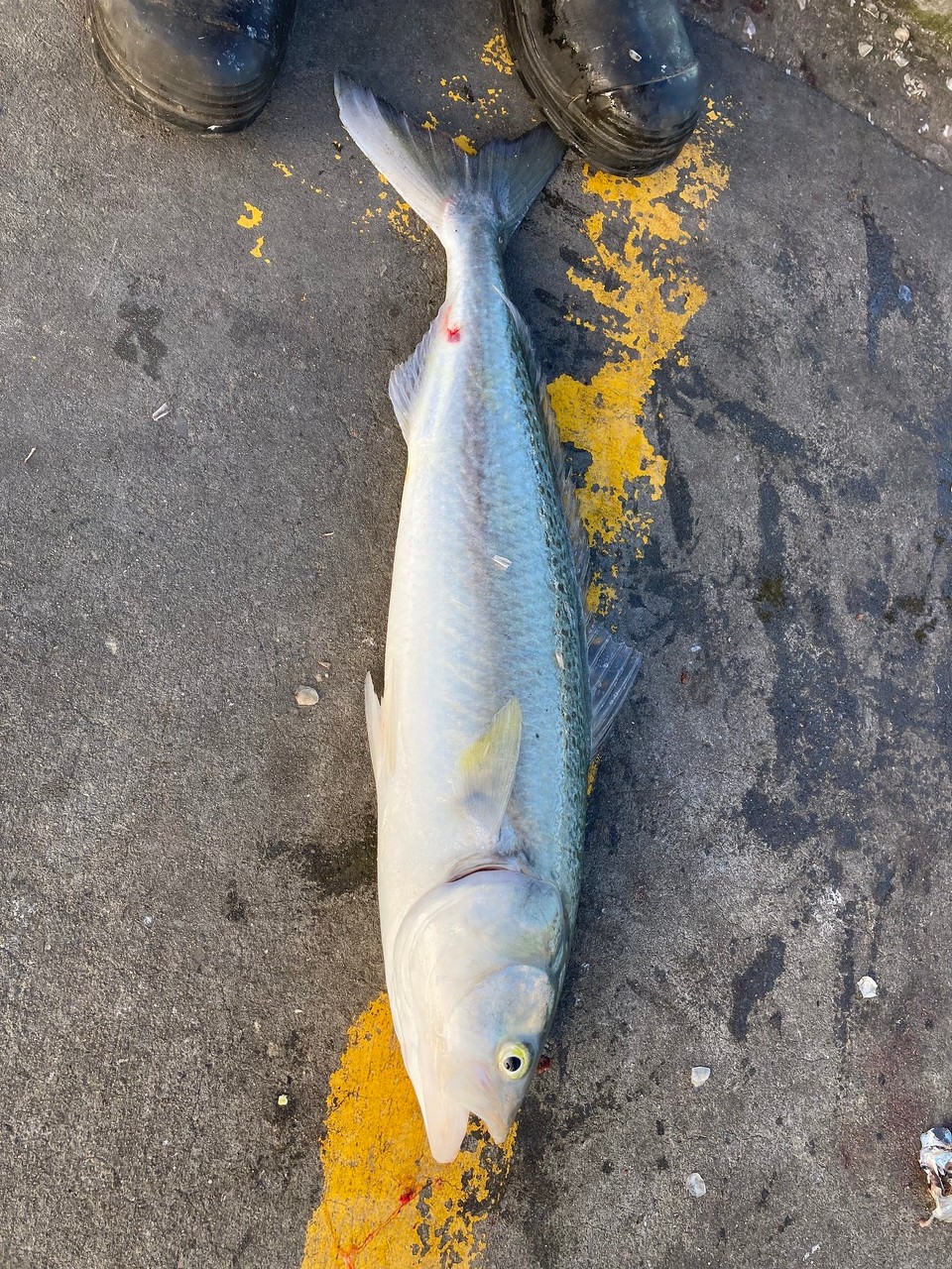 Neuseeland - Christchurch - Am Ende der Seebrücke wird fleißig geangelt und die Fische werden im Minutentakt aus dem Wasser gezogen