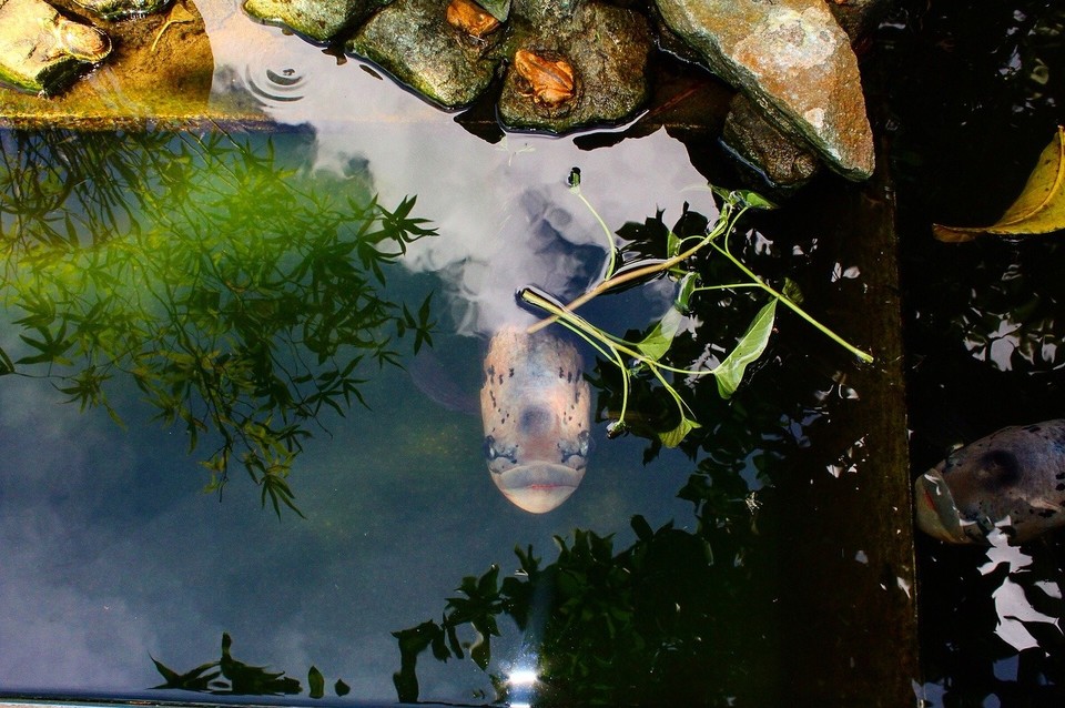 Vietnam - Ho-Chi-Minh Stadt - 🐟 