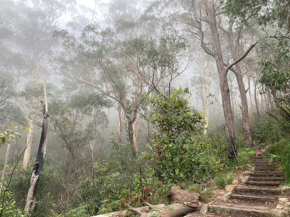 Australien - Blackheath - Und wieder zurück im Nebel