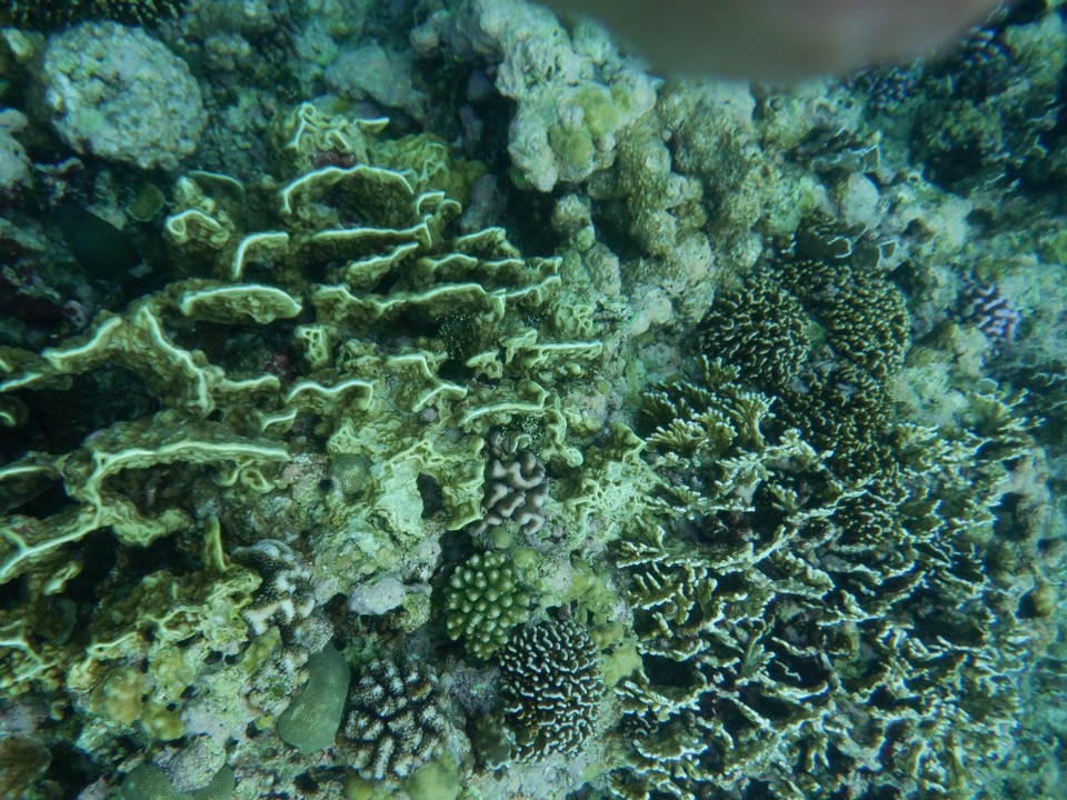 Indonesia - Kabupaten Wakatobi - 