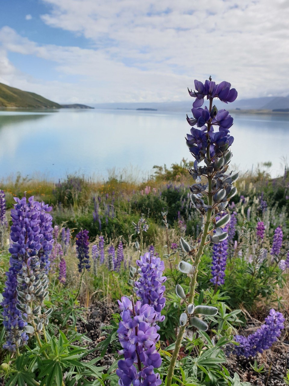 Neuseeland - Lake Tekapo - 
