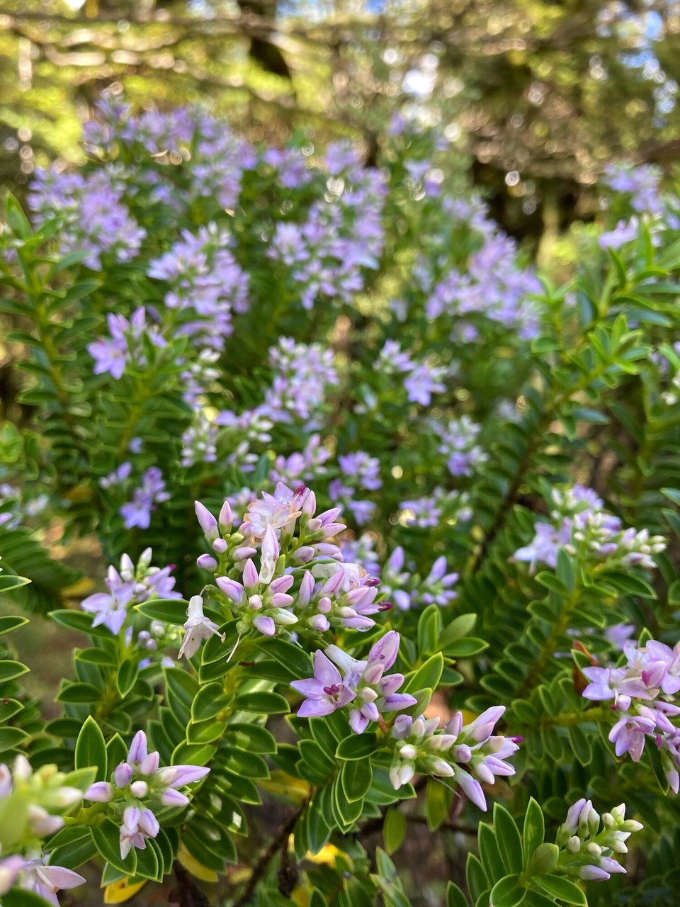 Neuseeland - Tongariro National Park - 