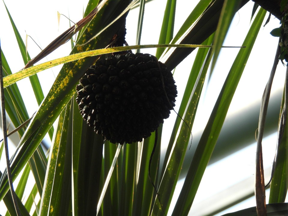 Madagaskar - unbekannt - 