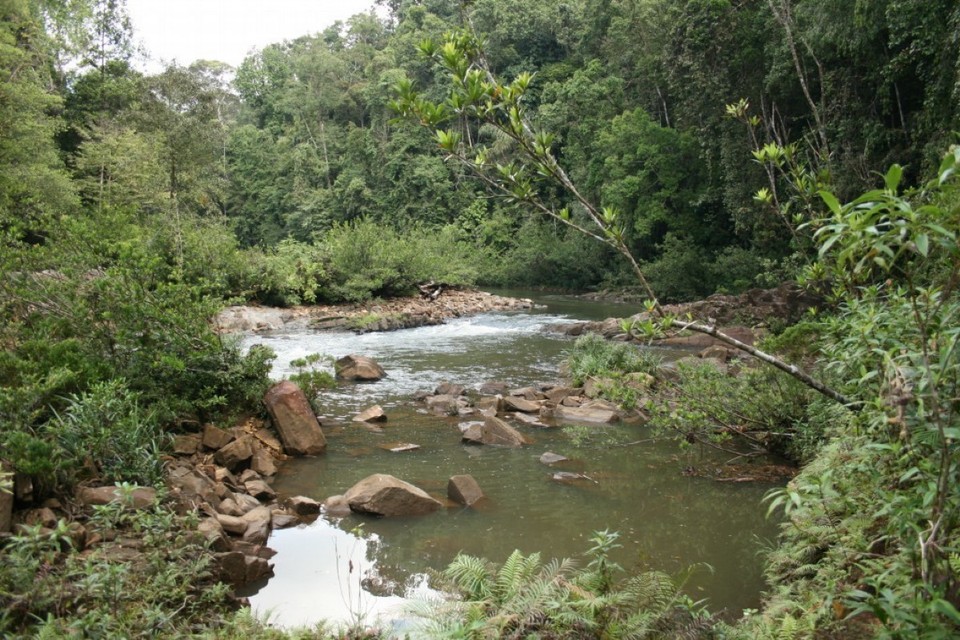 Sri Lanka - Sinharaja Forest - 