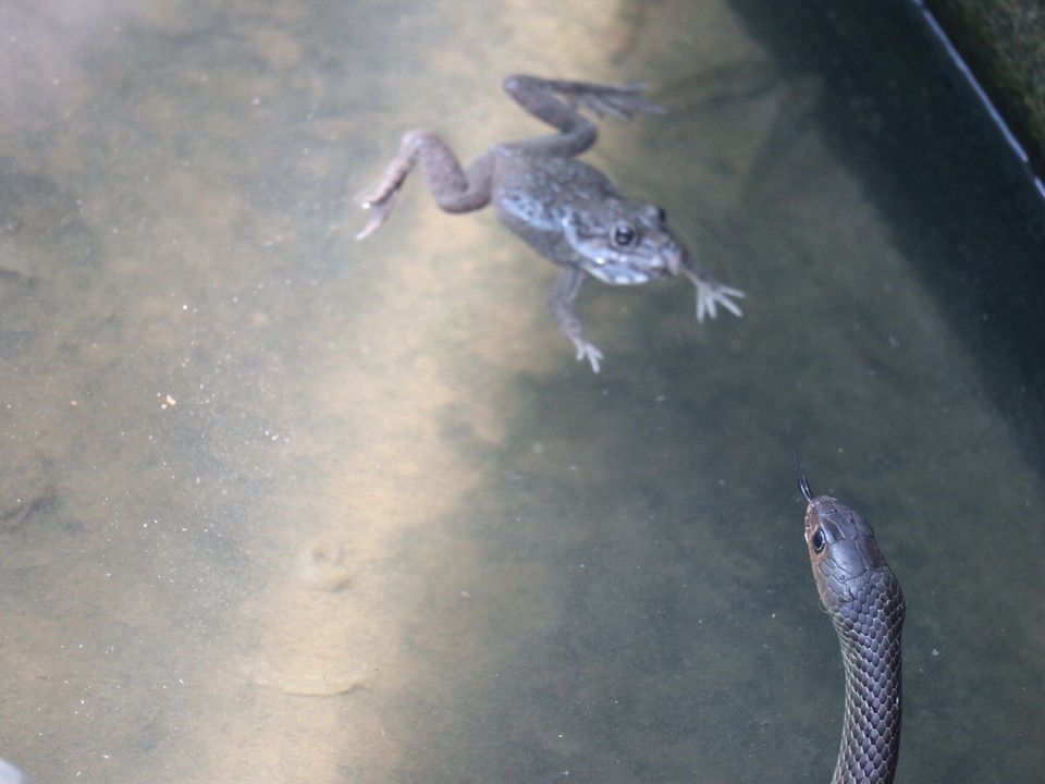 Vietnam - Mỹ Tho - Na ob es der Frosch geschafft? 😂