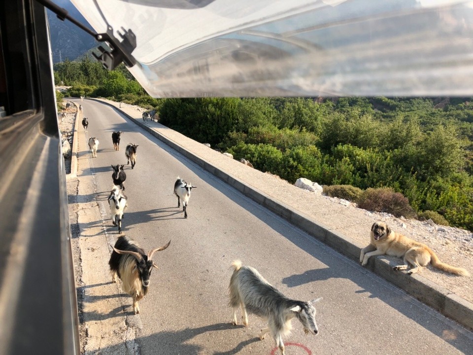 Albanien -  - Was läutet denn da am frühen Morgen? Verschlafen schaut man aus dem Fenster und siehe da:
Eine Herde von Ziegen auf Wanderschaft. Eskortiert und beschützt von mehreren Hunden und einem Hirte ganz zum Schluss.