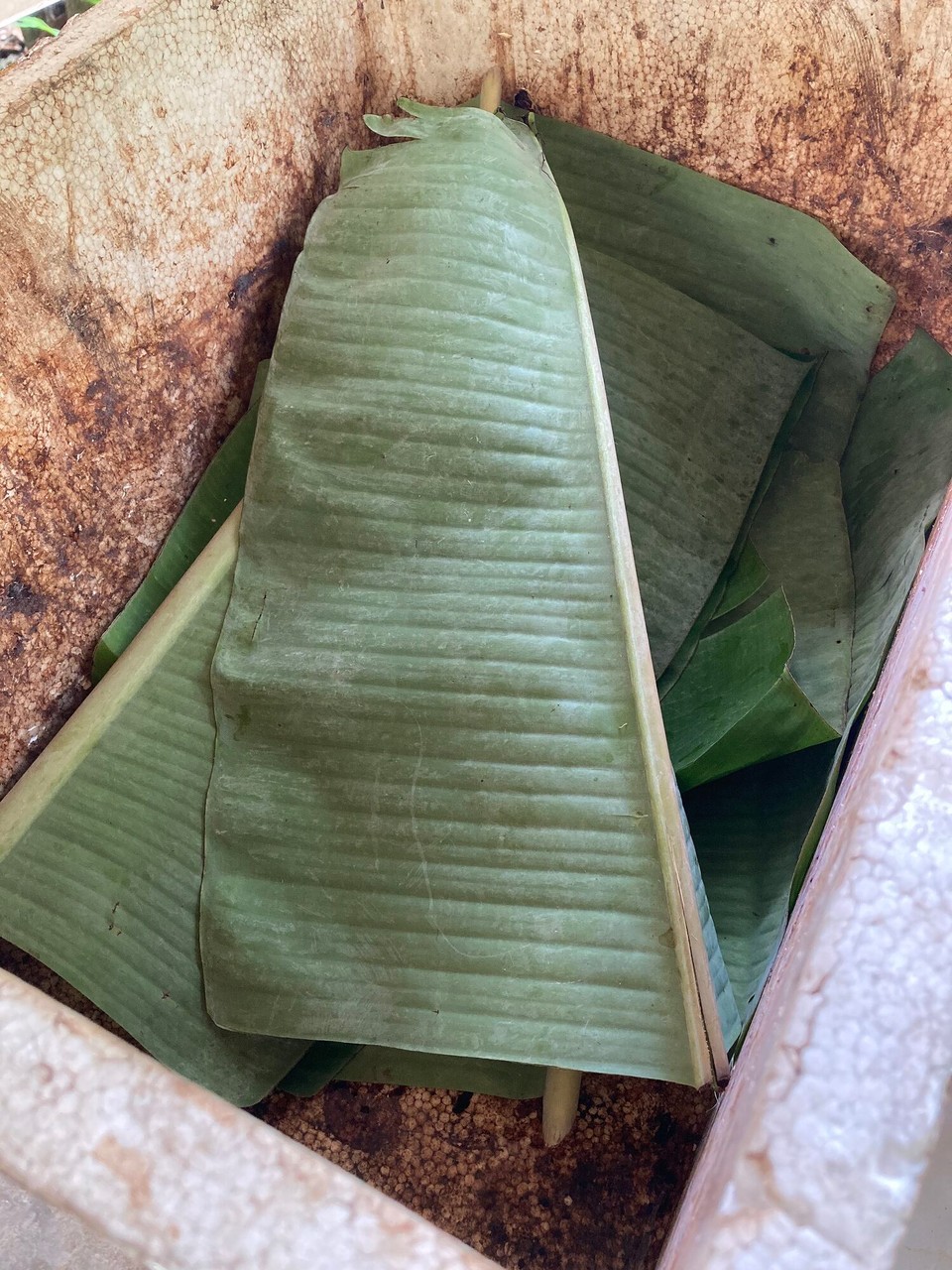 Vietnam - Can Tho - Für den Fermentierungsprozess werden die Kakaobohnen in Bananenblätter gewickelt und in einer Kiste gelagert