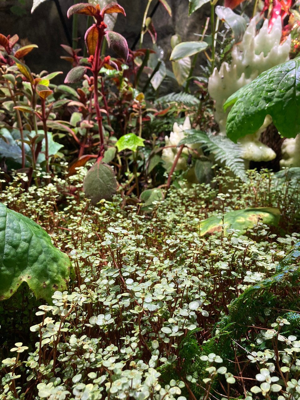 Singapur - Singapur - 