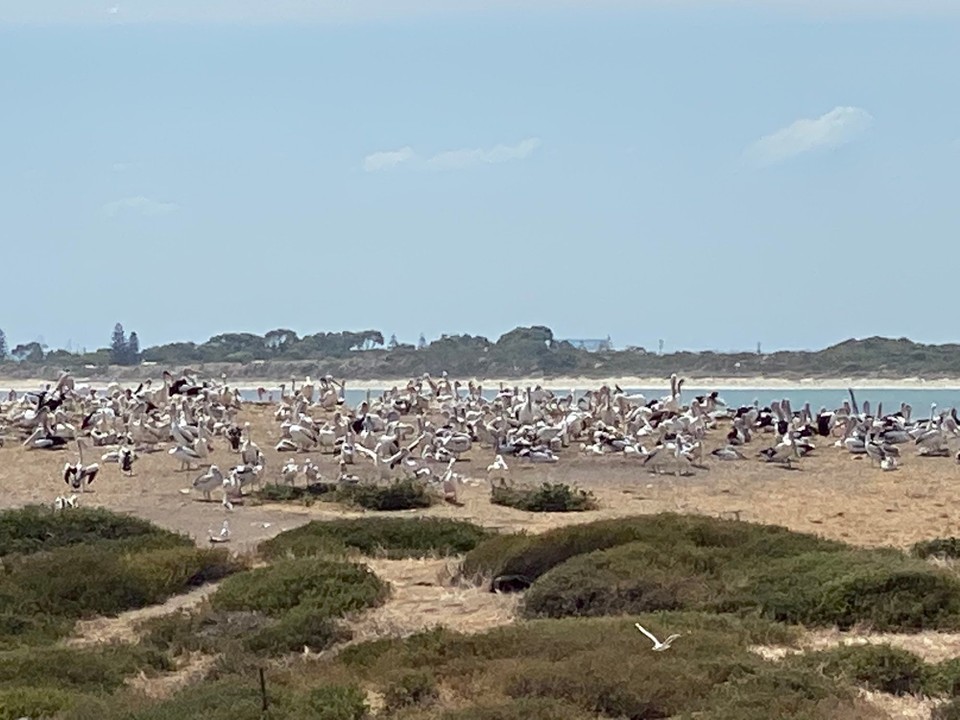 Australien - Shoalwater - Die Insel beherbergt eine Pelikan Kolonie.