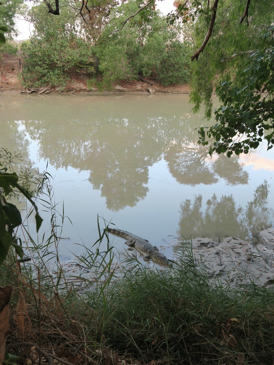 Australia - Kakadu - Crocodiles d'eau de mer...donc ceux la sont agressifs et a moins de 3 mètres d'eux, ils peuvent nous attaquer