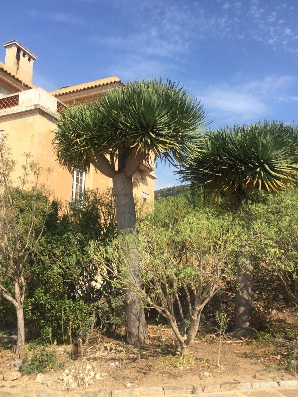 Frankreich - Rayol-Canadel-sur-Mer - 