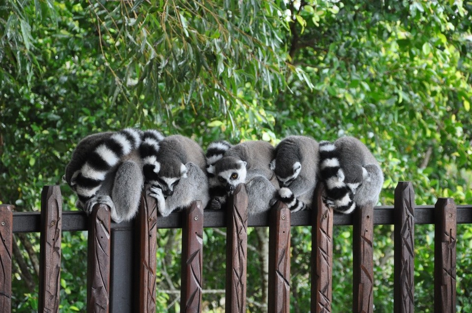 Australien - Noosa Heads - Kuscheln bei Regenwetter