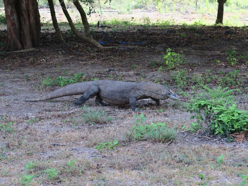 Indonesia - Rinca - Pour de la nourriture, ils sont actifs et courent assez vite