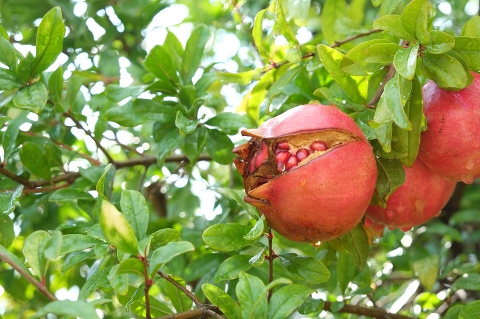 Italien - Giardini-Naxos - Granatäpfel 