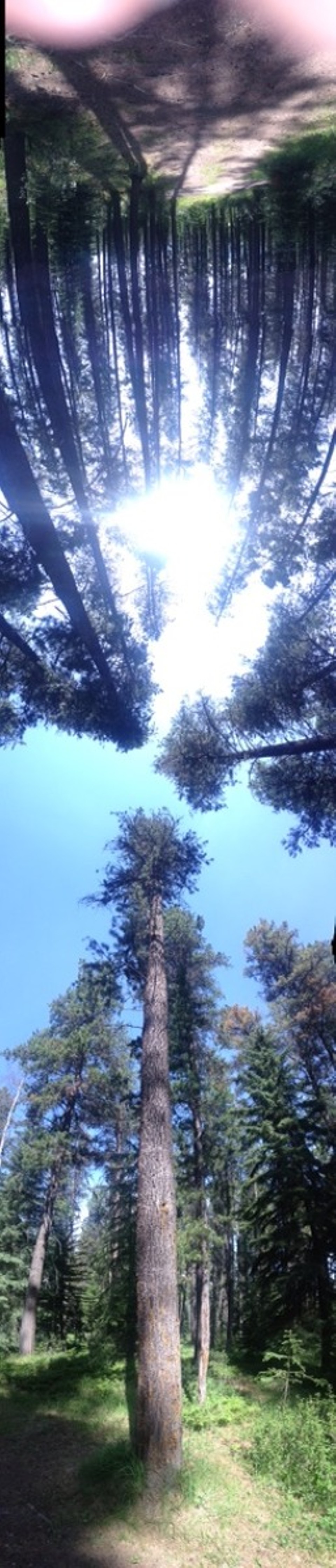 Canada - Jasper - Verticale Panorama van een boom.