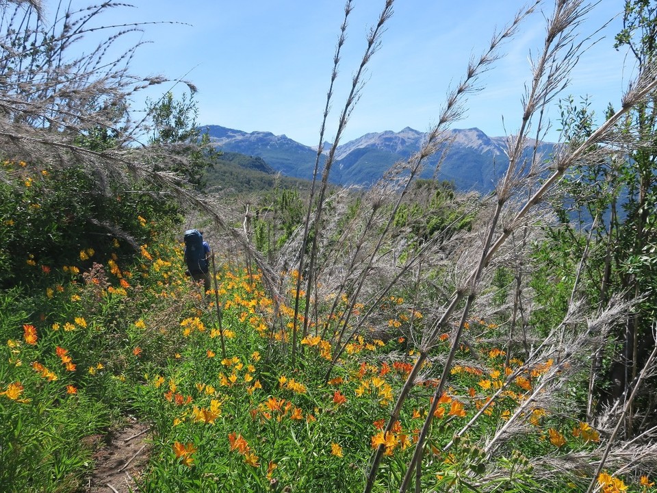 Argentina - Esquel - 2e partie: le plateau foret de bambous et fleurs