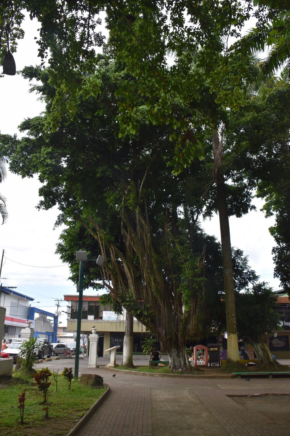 Costa Rica - Sarapiquí - 