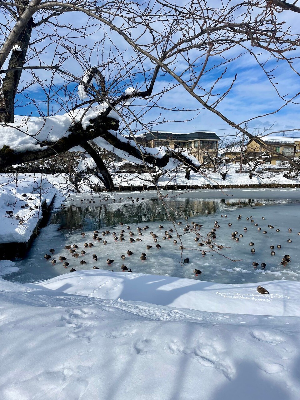 Japan - Hirosaki - lueg mol die ville Ente!