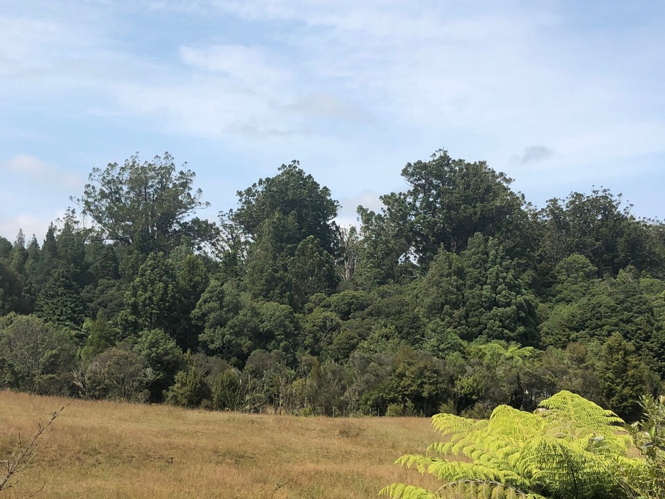 Neuseeland - Kaihu - Die Kauri Trees überragen den Wald. 