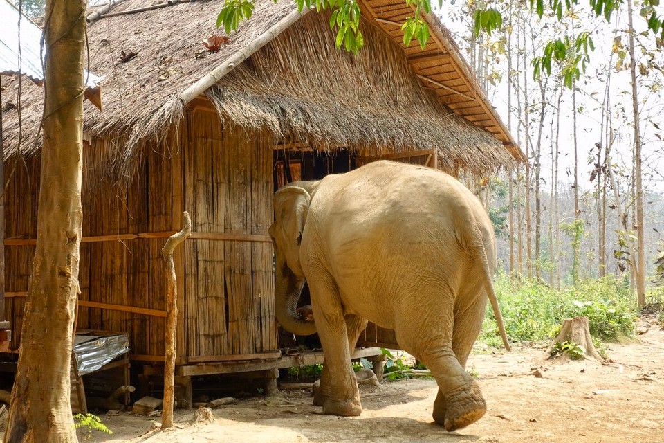 Laos - Luang Prabang - Her bryter hun seg inn i mat-huset