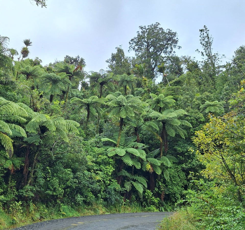 Neuseeland - Whitianga - Straße von Tapu nach Coroglen