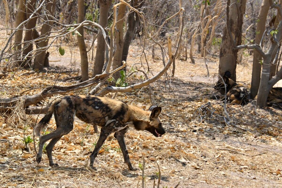 Botsuana -  - Sie jagen im Rudel mit Geschwindigkeiten bis zu 60 km/h und einer enormen Ausdauer. Ihr spezielles Gebiss lässt sie den Fang in Minutenschnelle zerlegen und fressen, bevor Löwen oder Hyänen ihnen ihre Beute streitig machen.