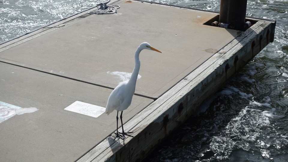 USA - Ponce Inlet - 