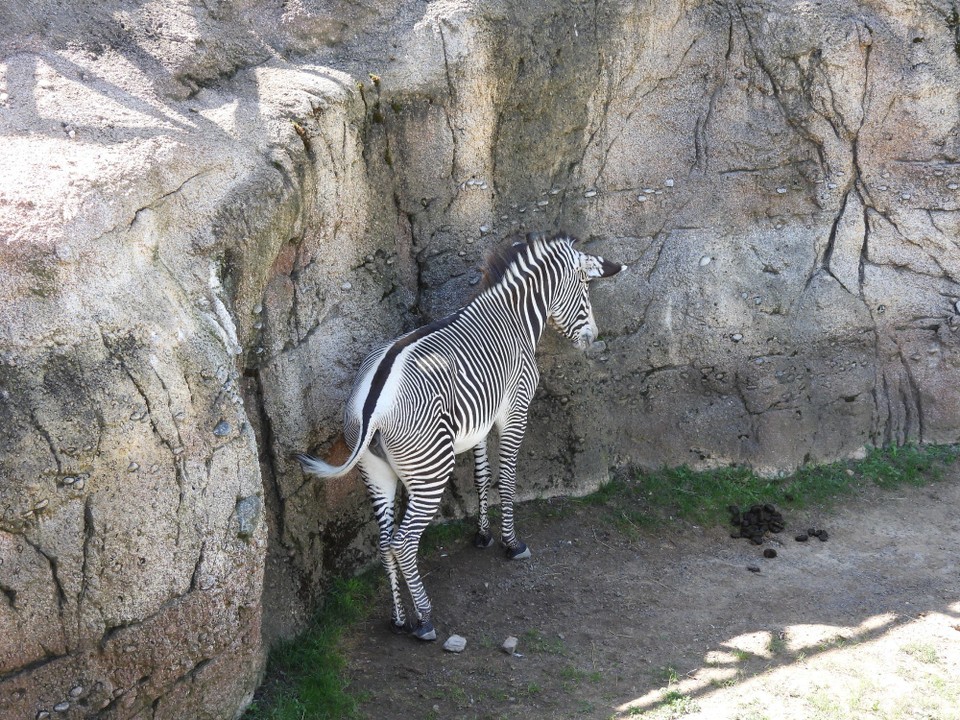 Schweiz - Zürich - Sogar dem Zebra wird es heiss, dass es den Schatten sucht